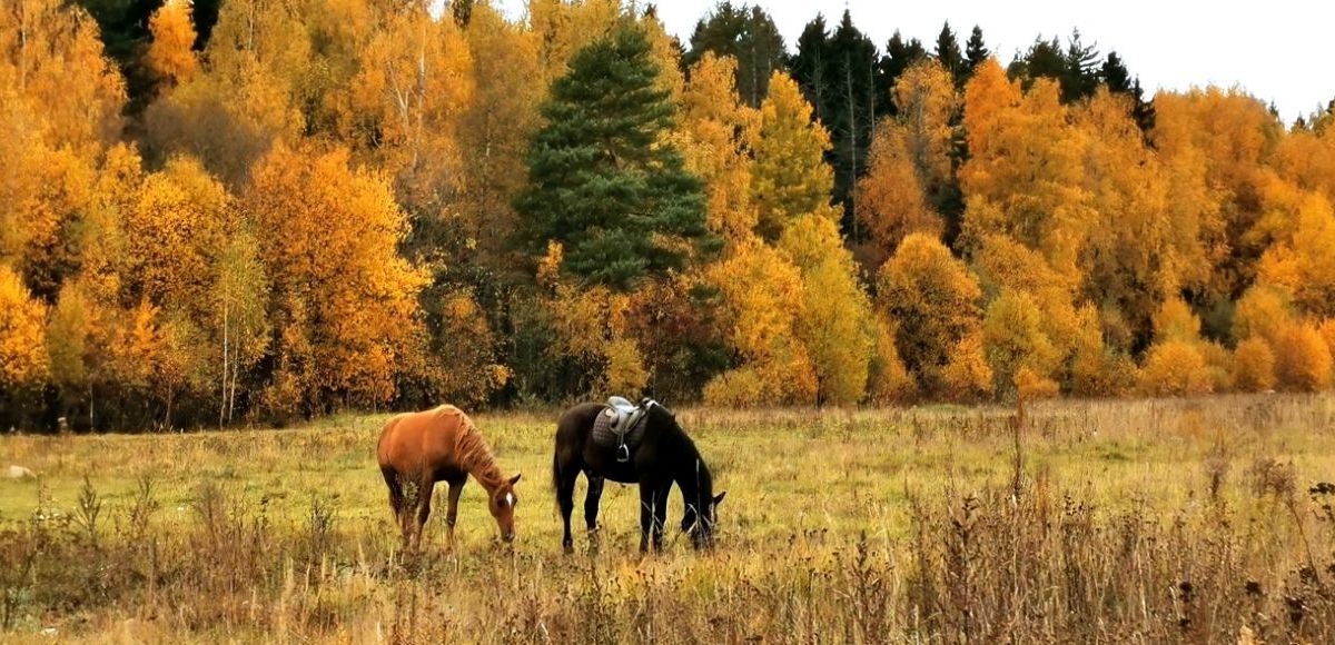 Лошади у леса на Новосходненском шоссе
