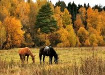 Лошади у леса на Новосходненском шоссе